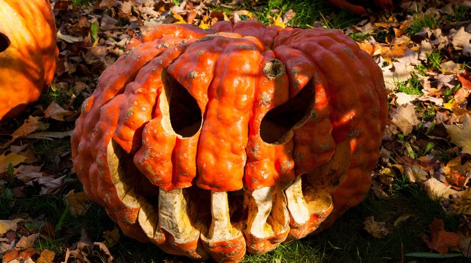 Howell's Pumpkin Farm