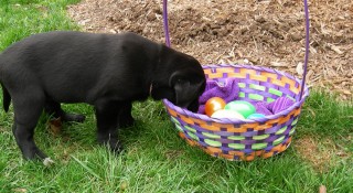 Dog-Easter